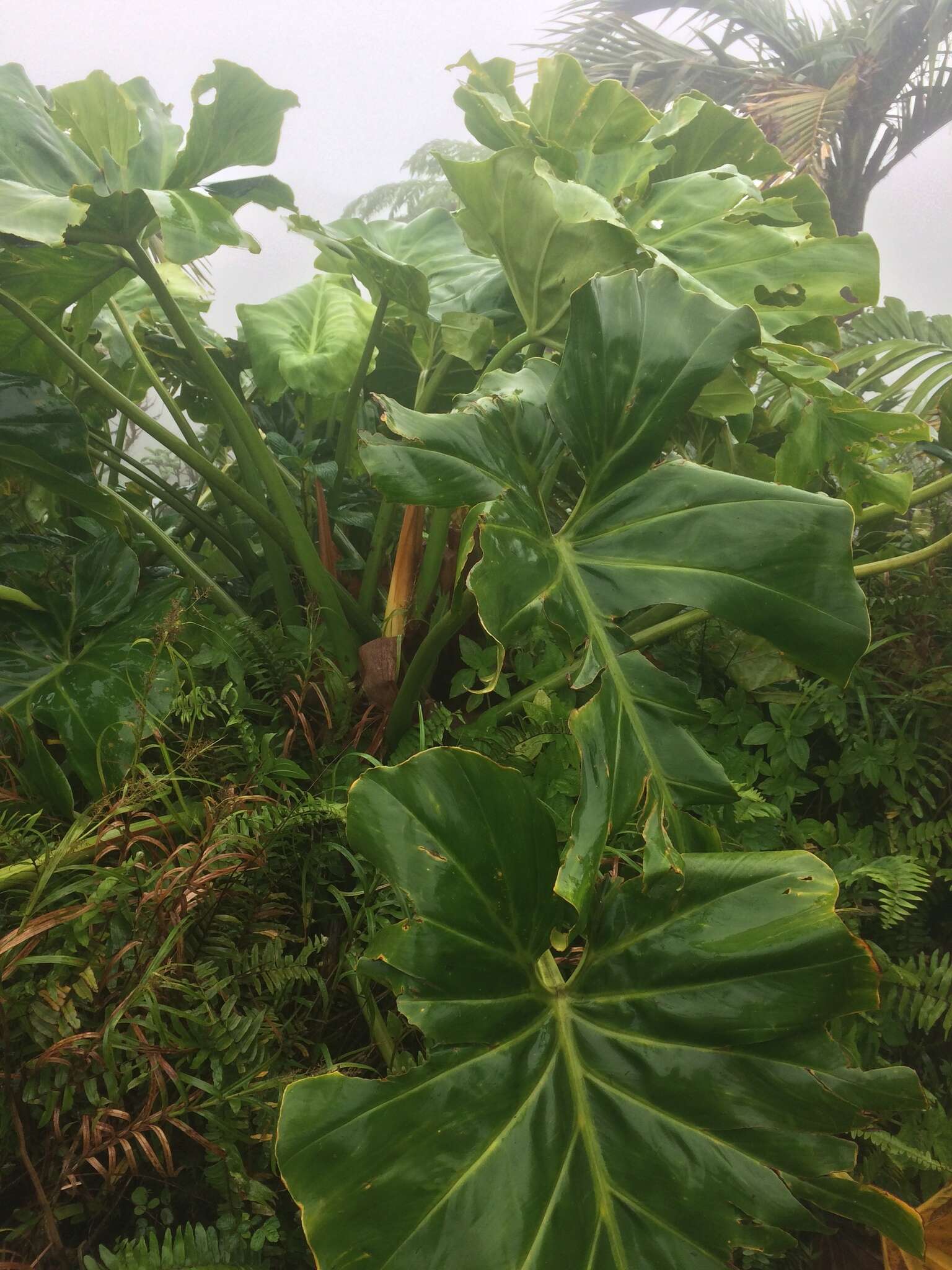 Image of giant philodendron