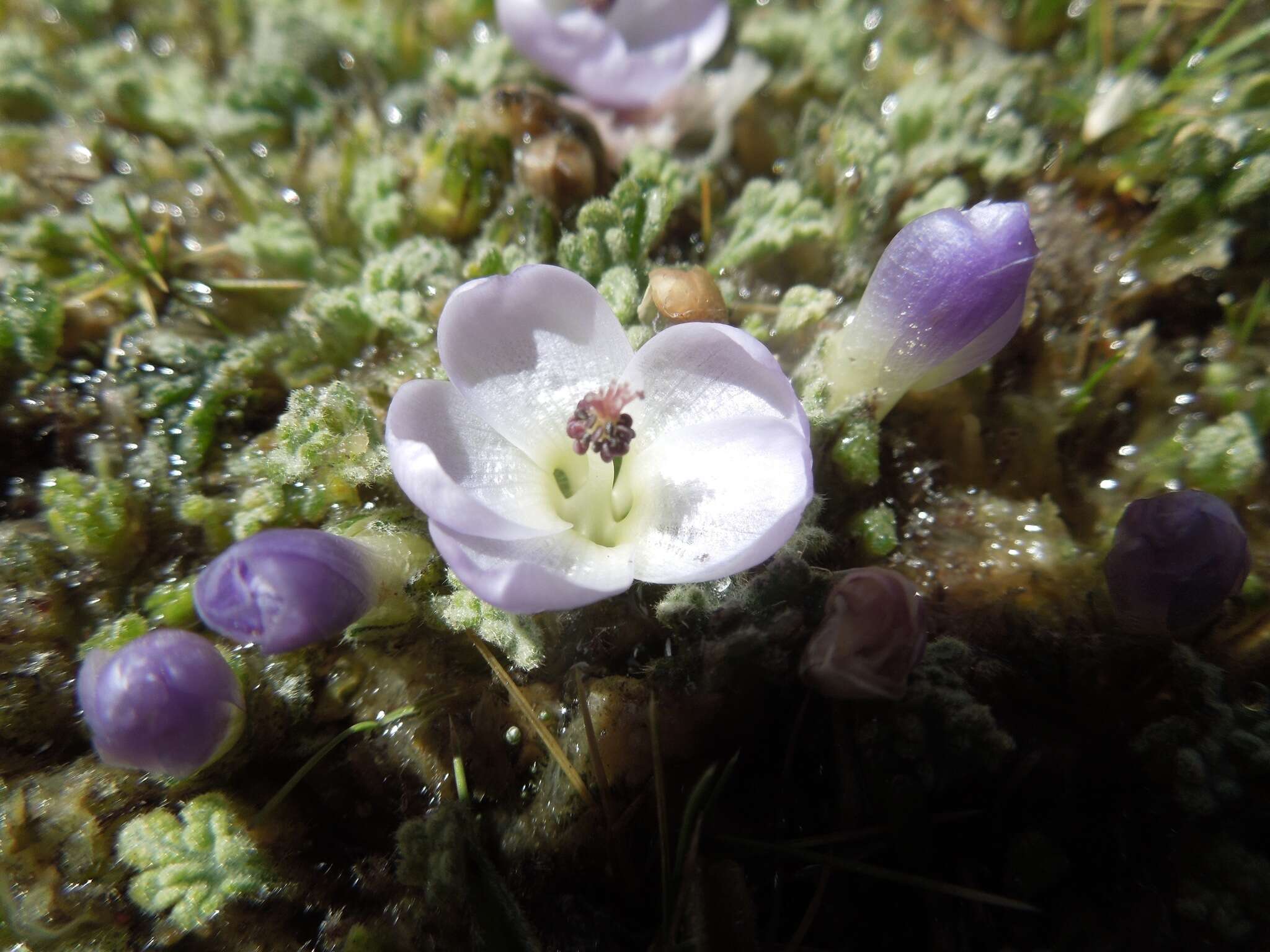 Image of <i>Nototriche holoserica</i> A. W. Hill