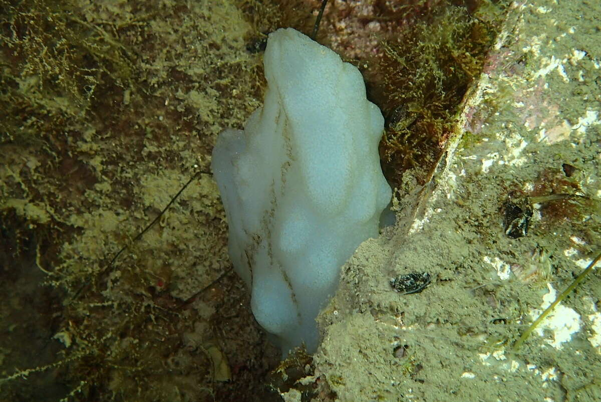 Image of white sea-squirt