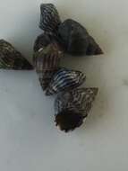 Image of zebra periwinkle