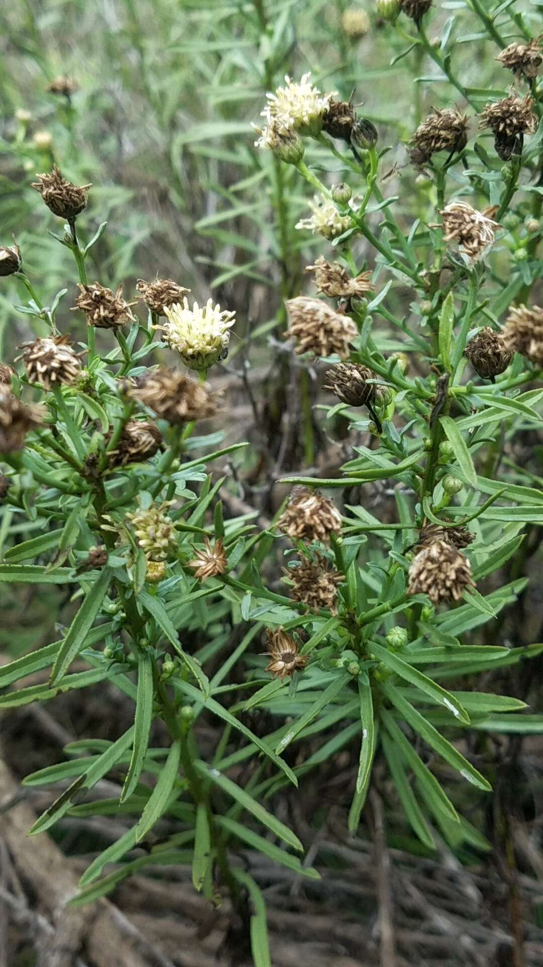 Image of prairie false willow