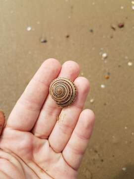 Image of European sundial snail