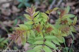 Image of false spiraea