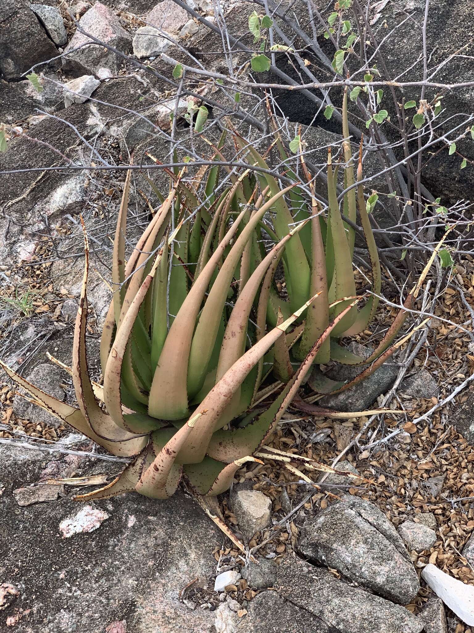 Image of Malapati aloe