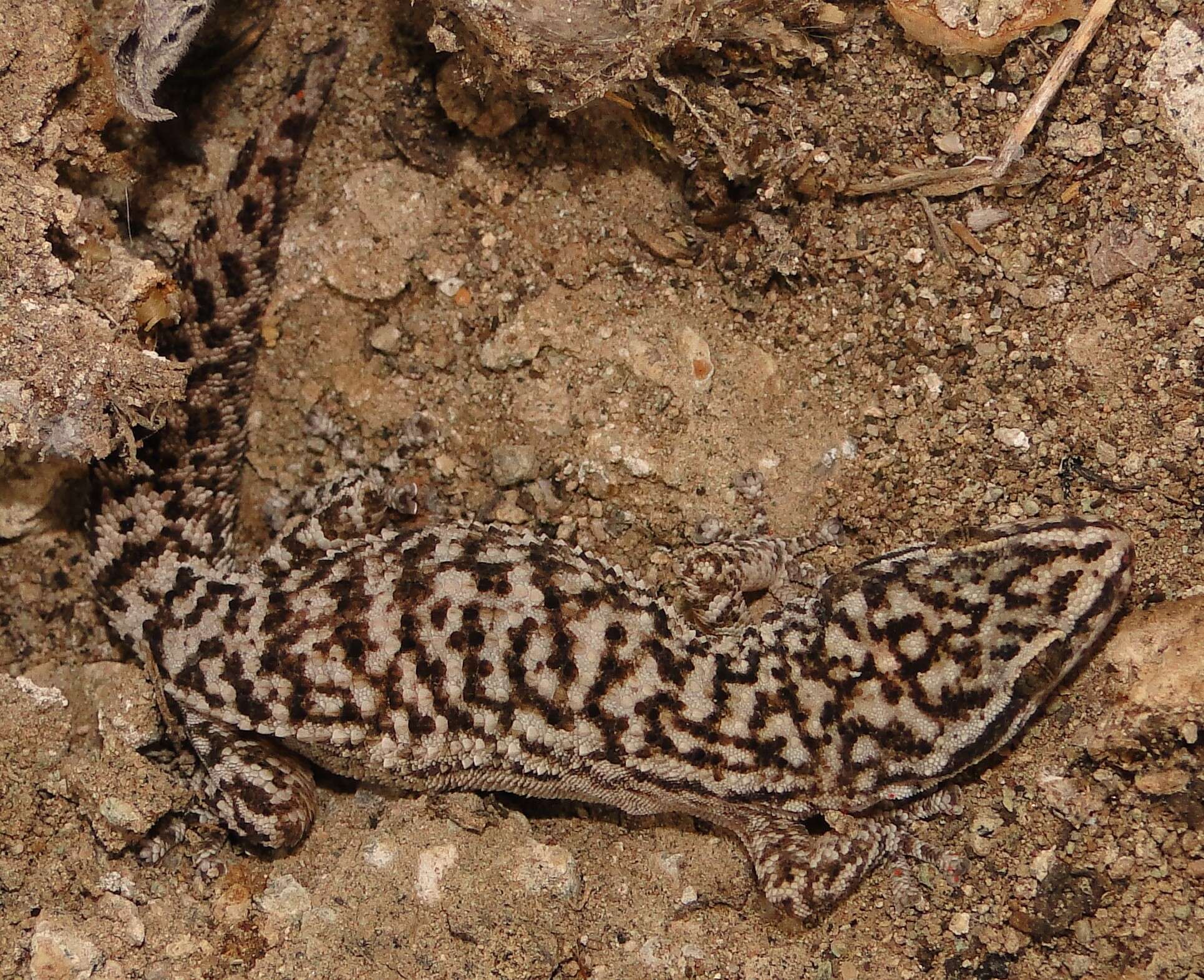 Phyllodactylus leoni Torres-carvajal, Carvajal-campos Barnes, Nicholls & Pozo-andrade 2013 resmi