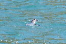 Image of White-flippered Penguin