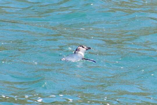 Image of White-flippered Penguin