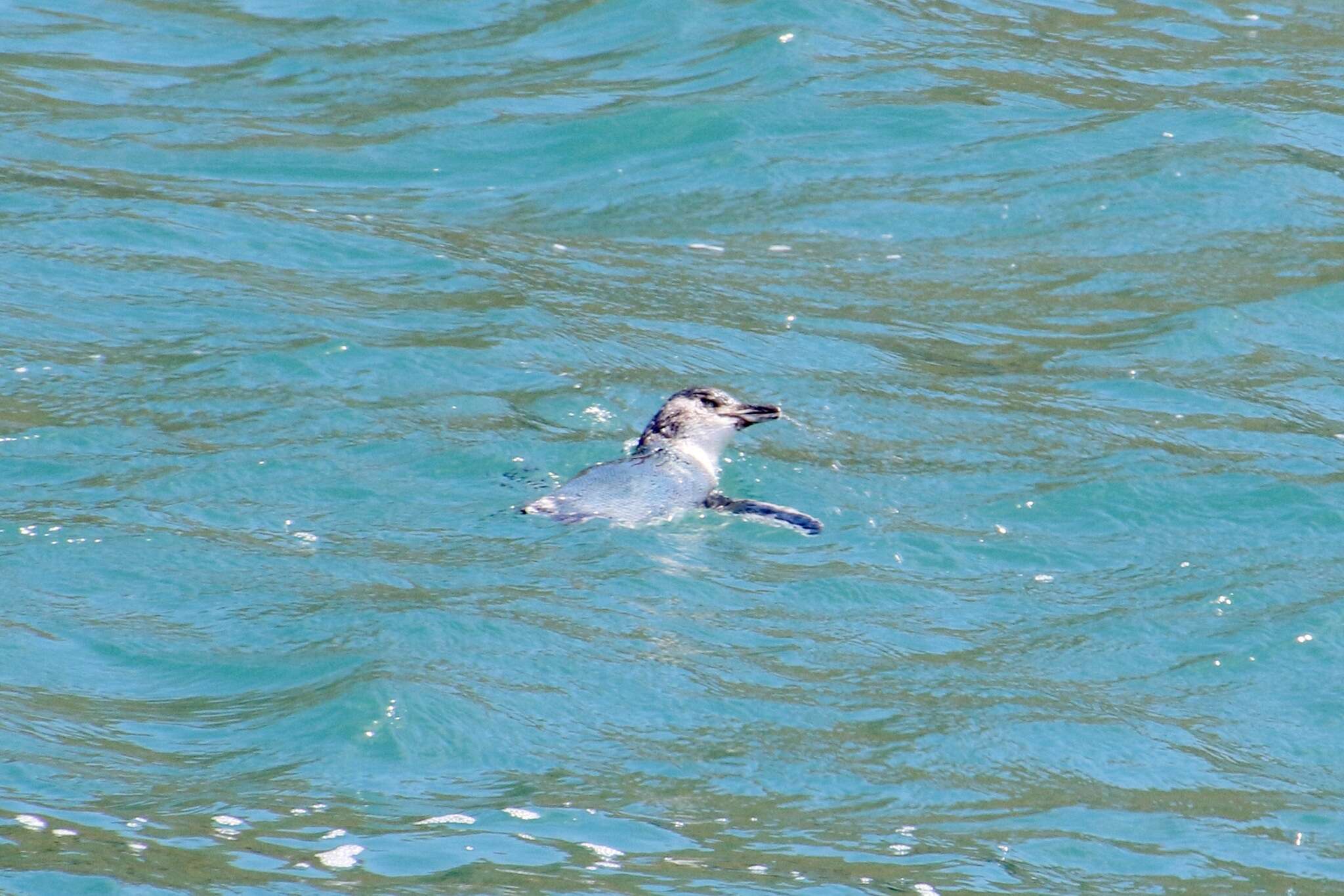 Image of White-flippered Penguin