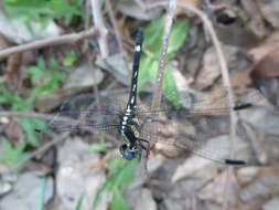 Imagem de Neodythemis klingi (Karsch 1890)