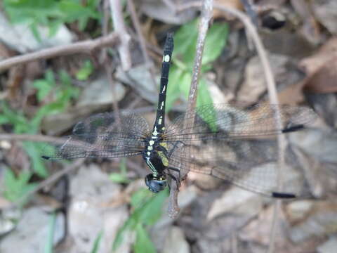 Image of Neodythemis klingi (Karsch 1890)