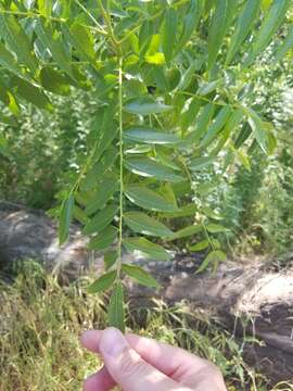 Image of Northern California walnut