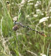 Image of Onychogomphus flexuosus (Schneider 1845)