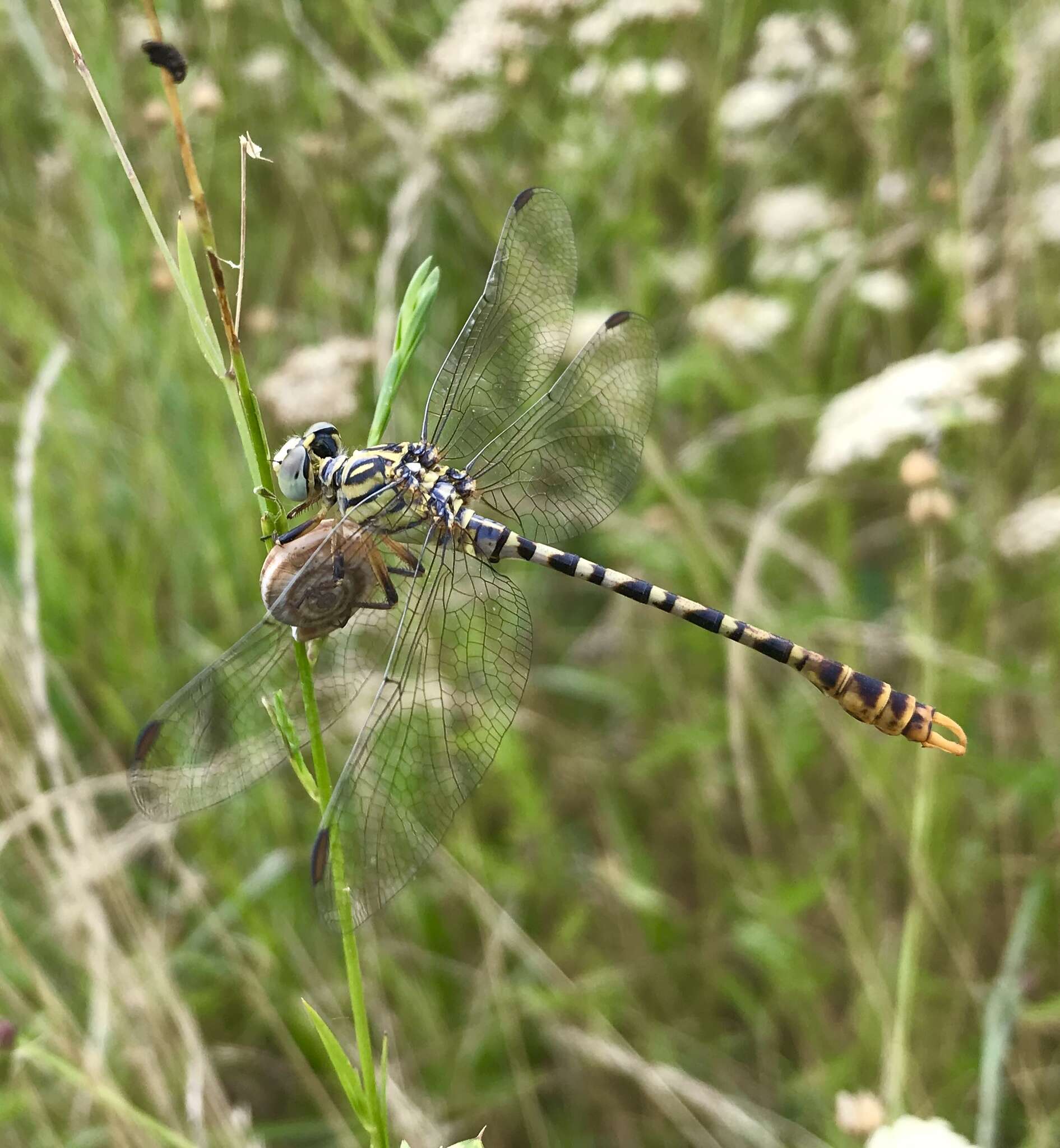 Image of Onychogomphus flexuosus (Schneider 1845)