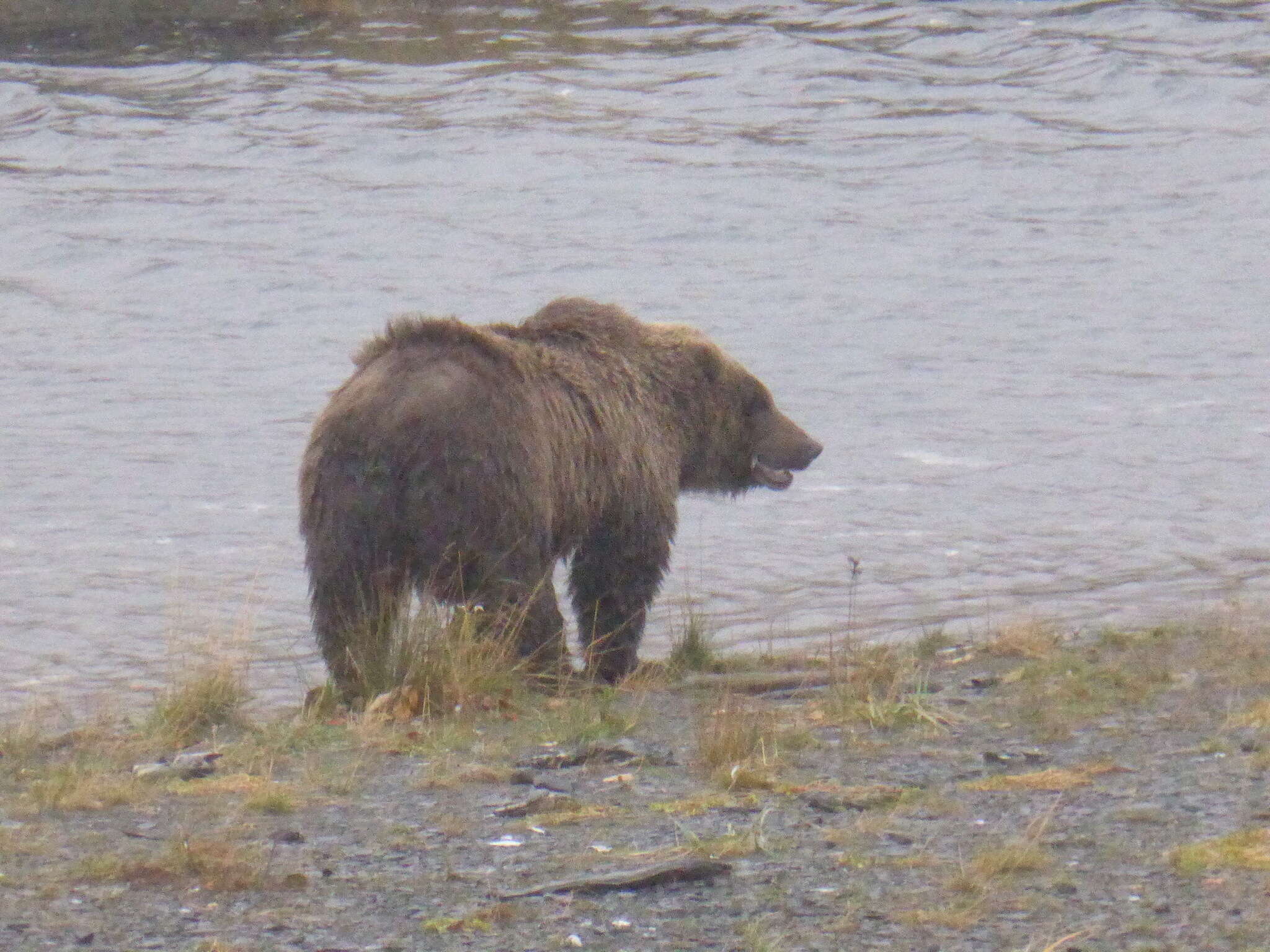 Image of Ursus arctos middendorffi Merriam 1896