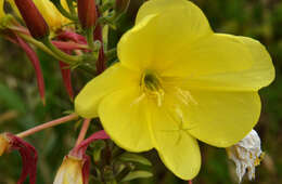 Image of redsepal evening primrose