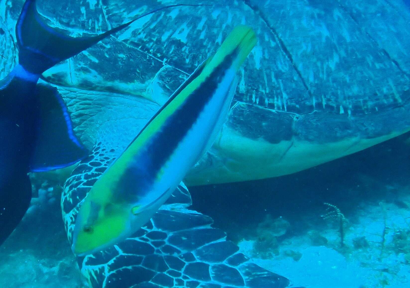 Image of Lightning Wrasse