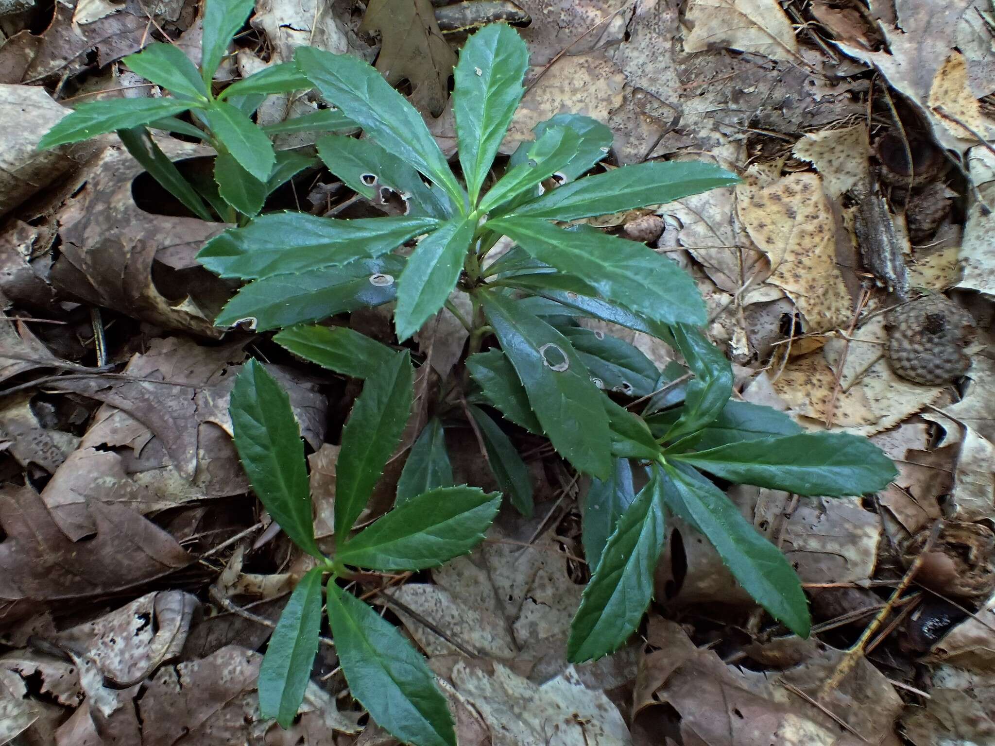 Image of pipsissewa