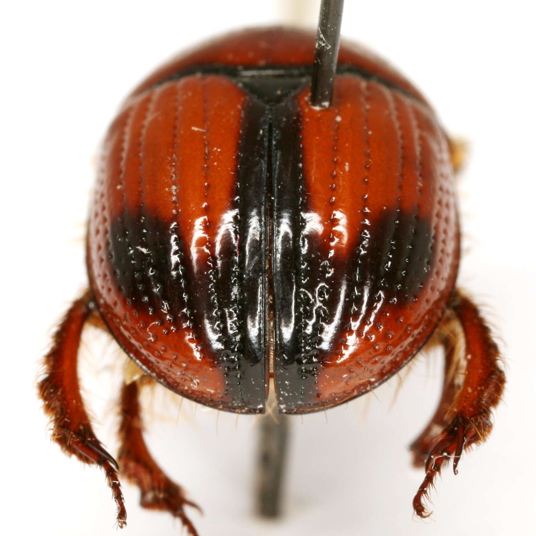 Plancia ëd Bolbocerosoma elongatum Howden 1955