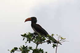 Image of Crowned Hornbill
