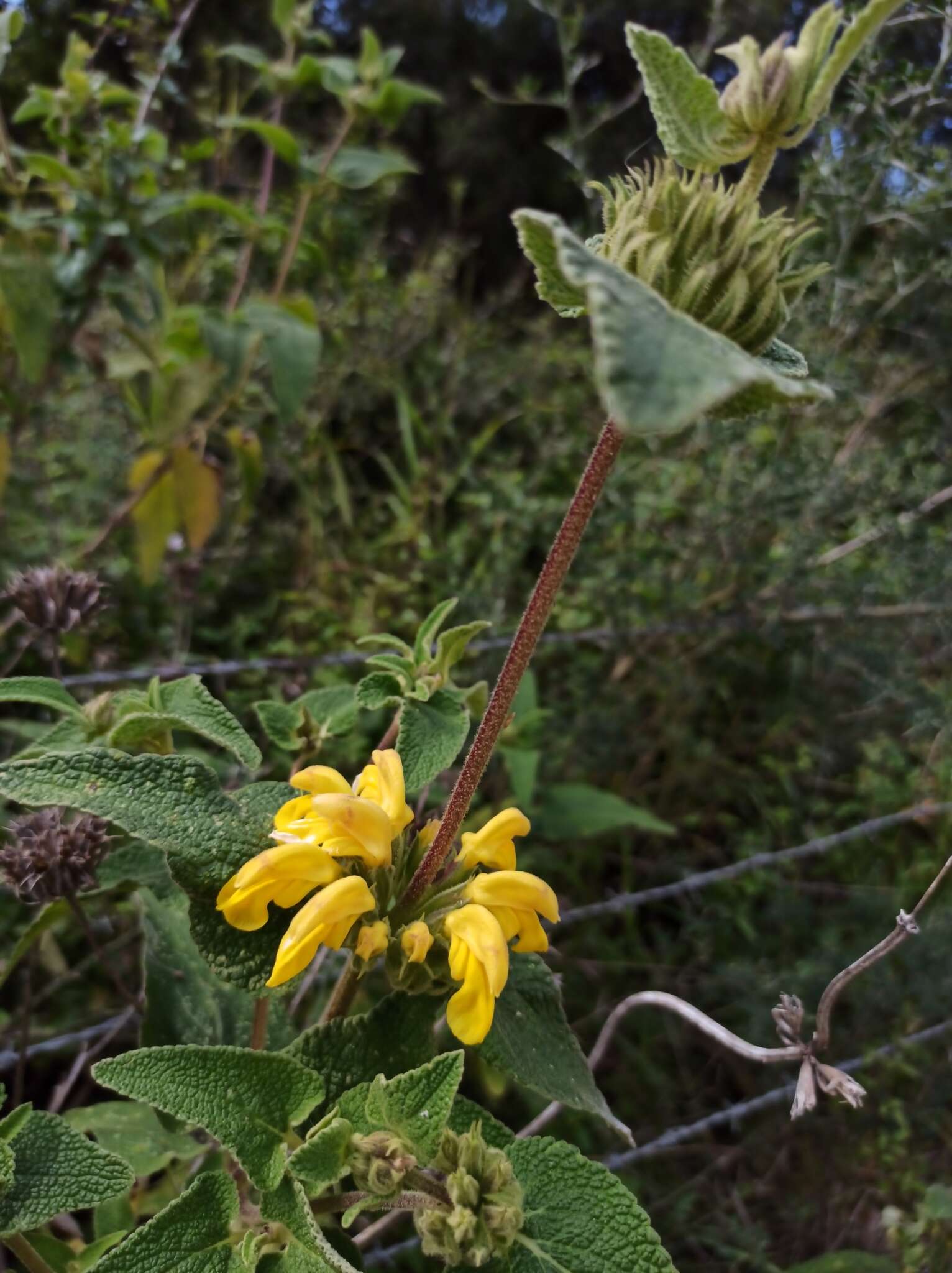 Image of Phlomis viscosa Poir.