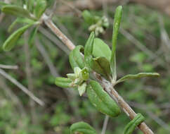 Image of Psilotrichum madagascariense Cavaco