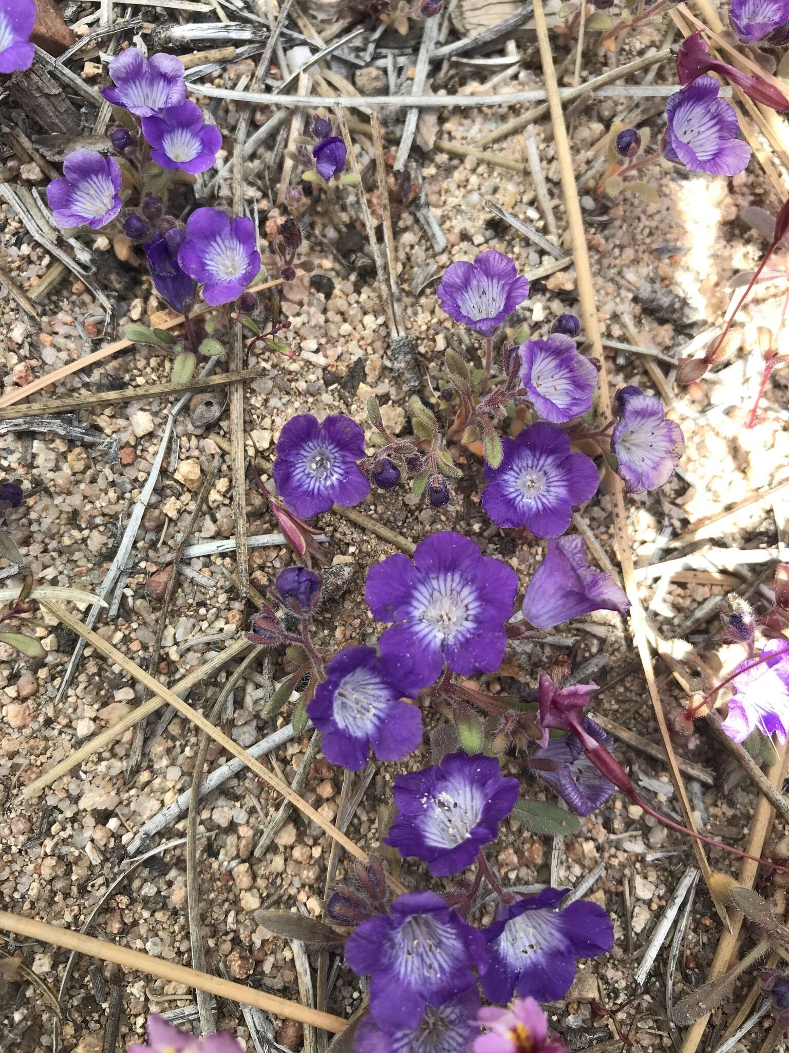 Image de Phacelia curvipes Torr. ex S. Wats.