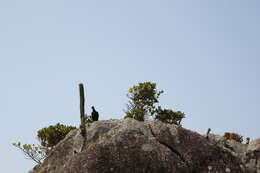 Imagem de Coleocephalocereus fluminensis (Miq.) Backeb.