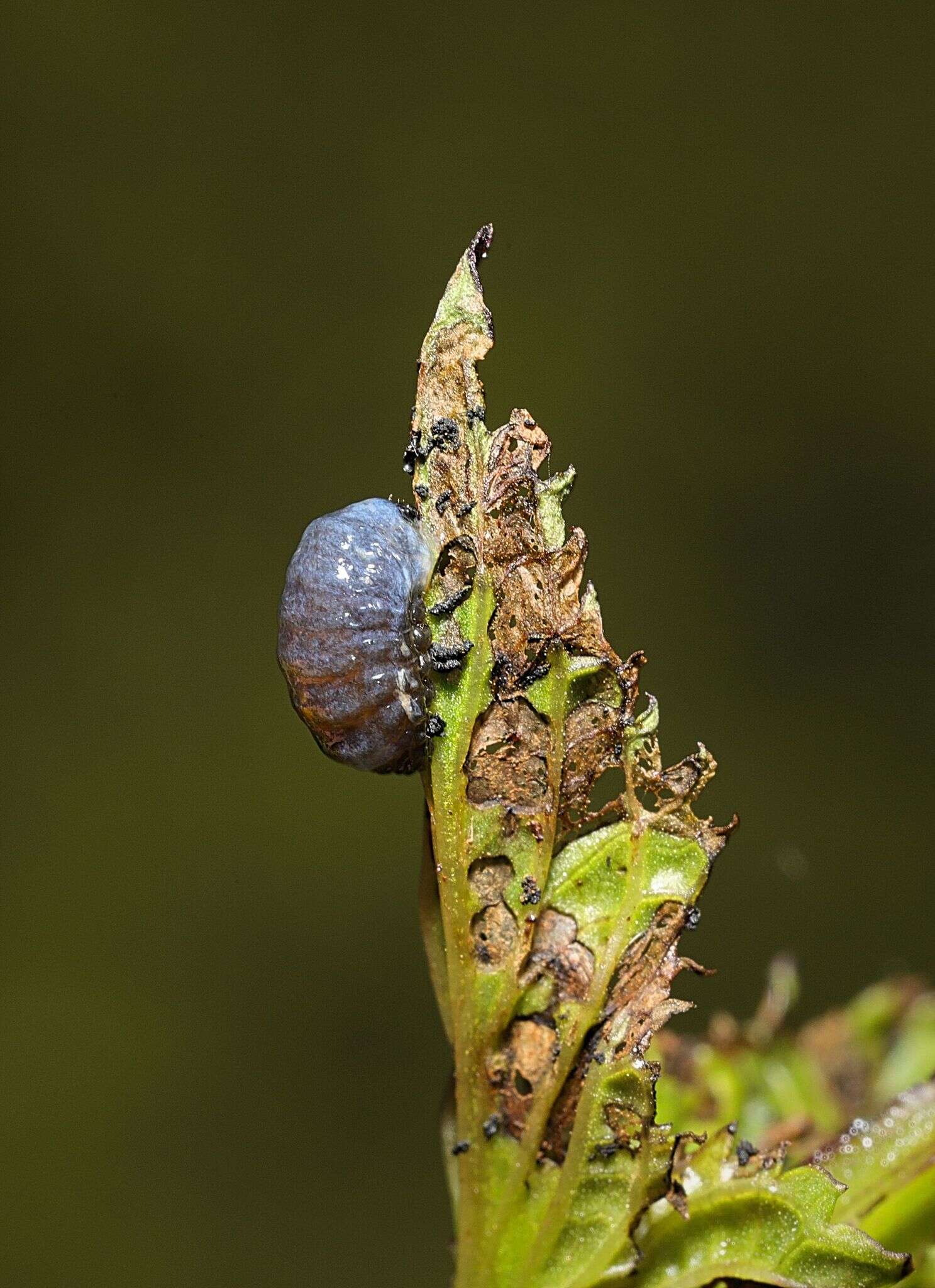 Image of Figwort weevil