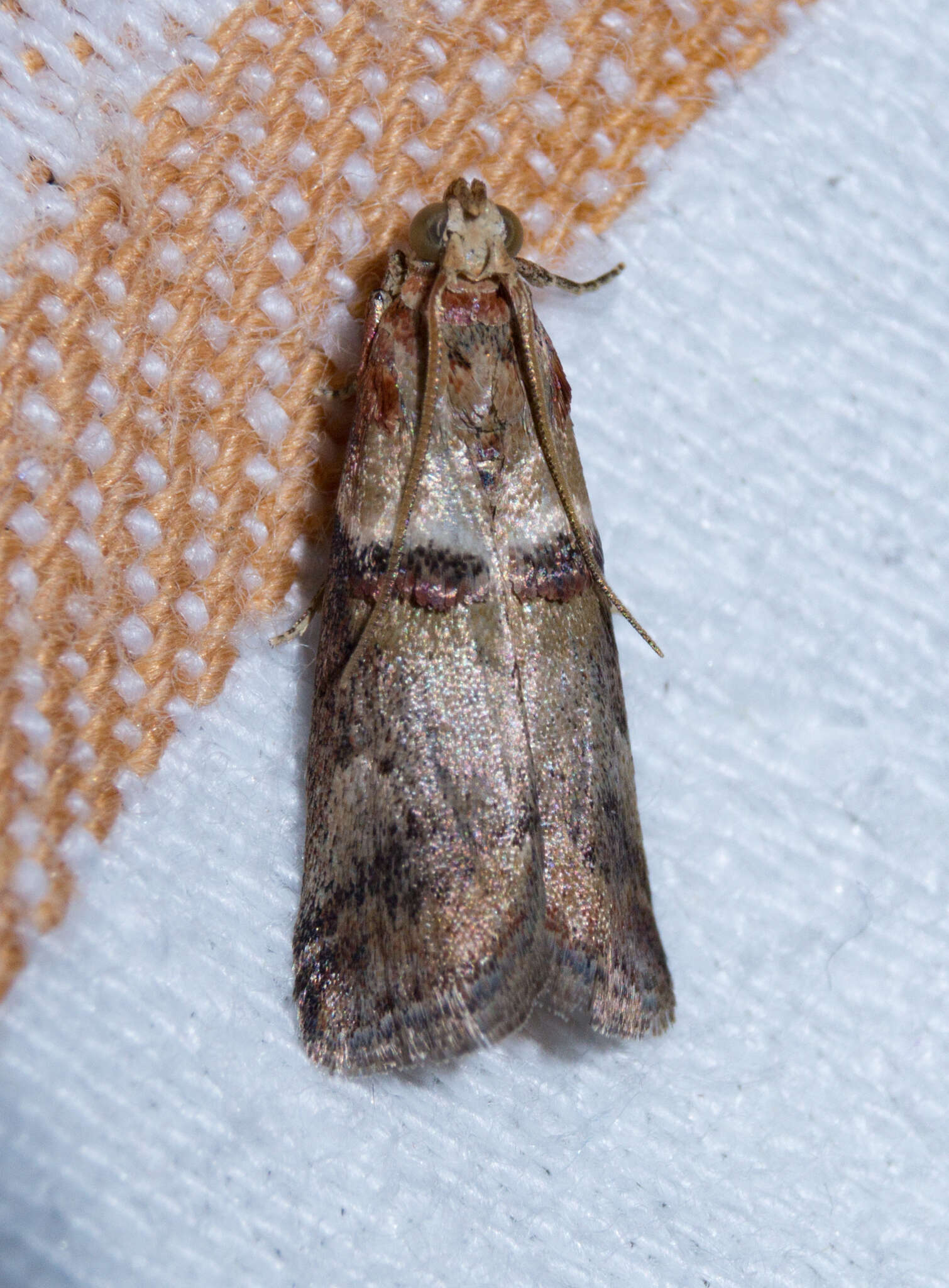 Image of Acrobasis tumidana Schiffermüller 1775