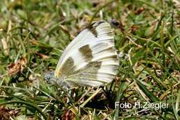 Imagem de Pieris krueperi Staudinger 1860