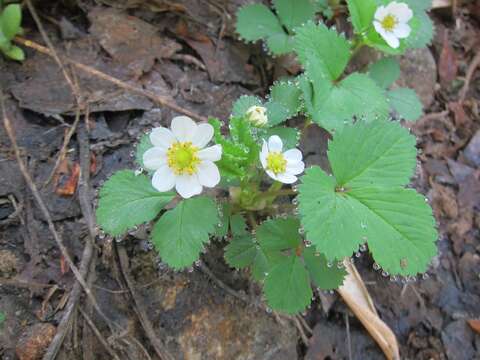 Imagem de Fragaria iinumae Makino