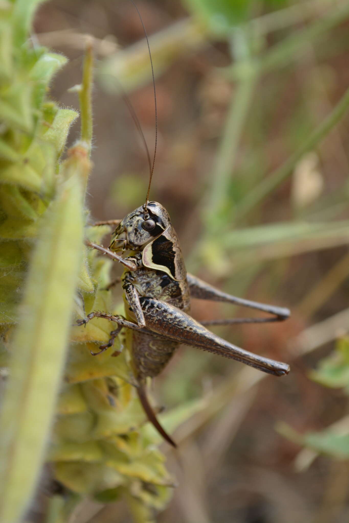 Sivun Pholidoptera femorata (Fieber 1853) kuva