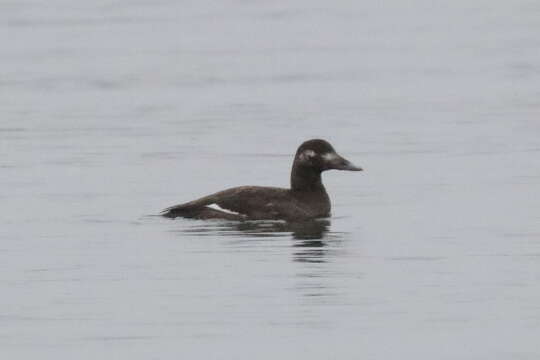 Image of White-winged Scoter