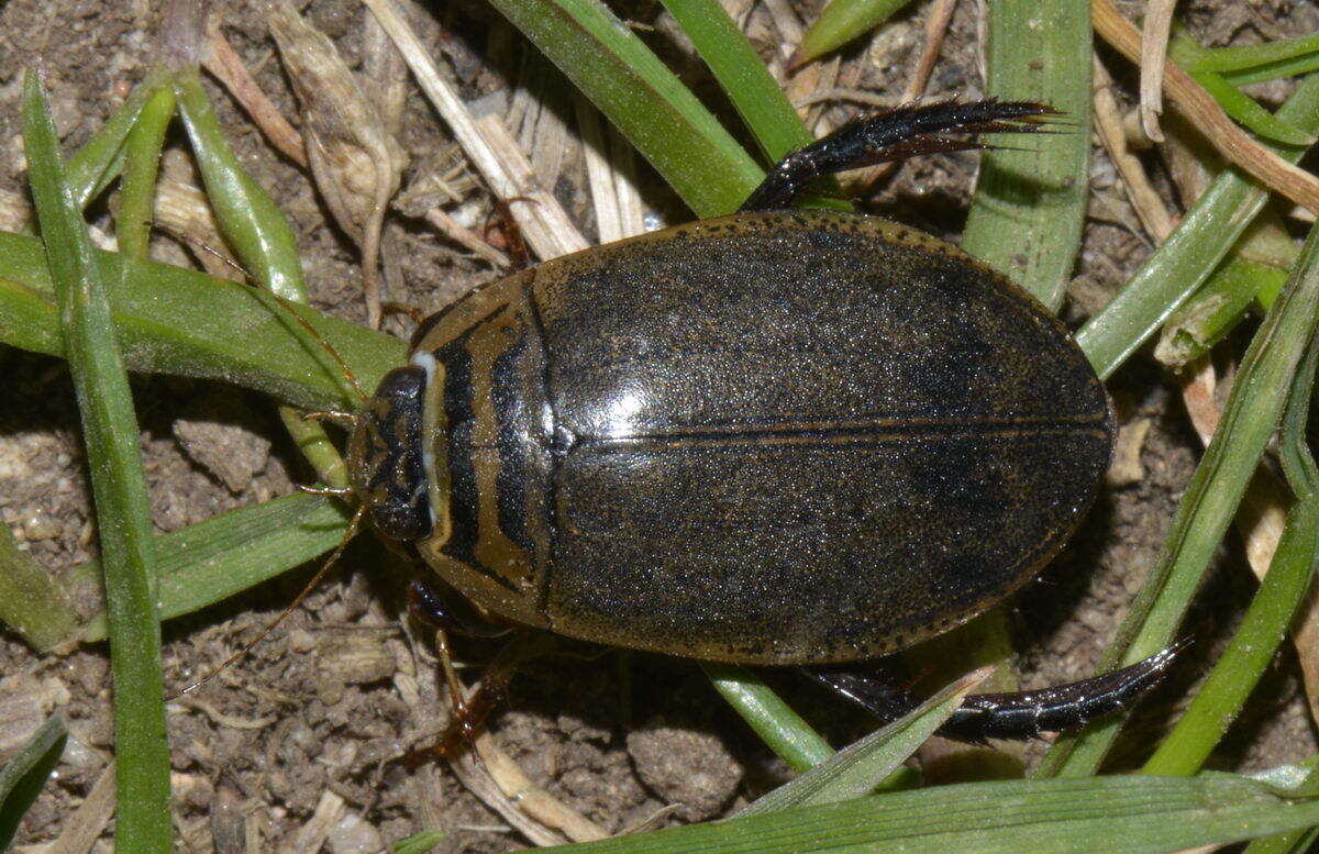 Image of Grooved Diving Beetle