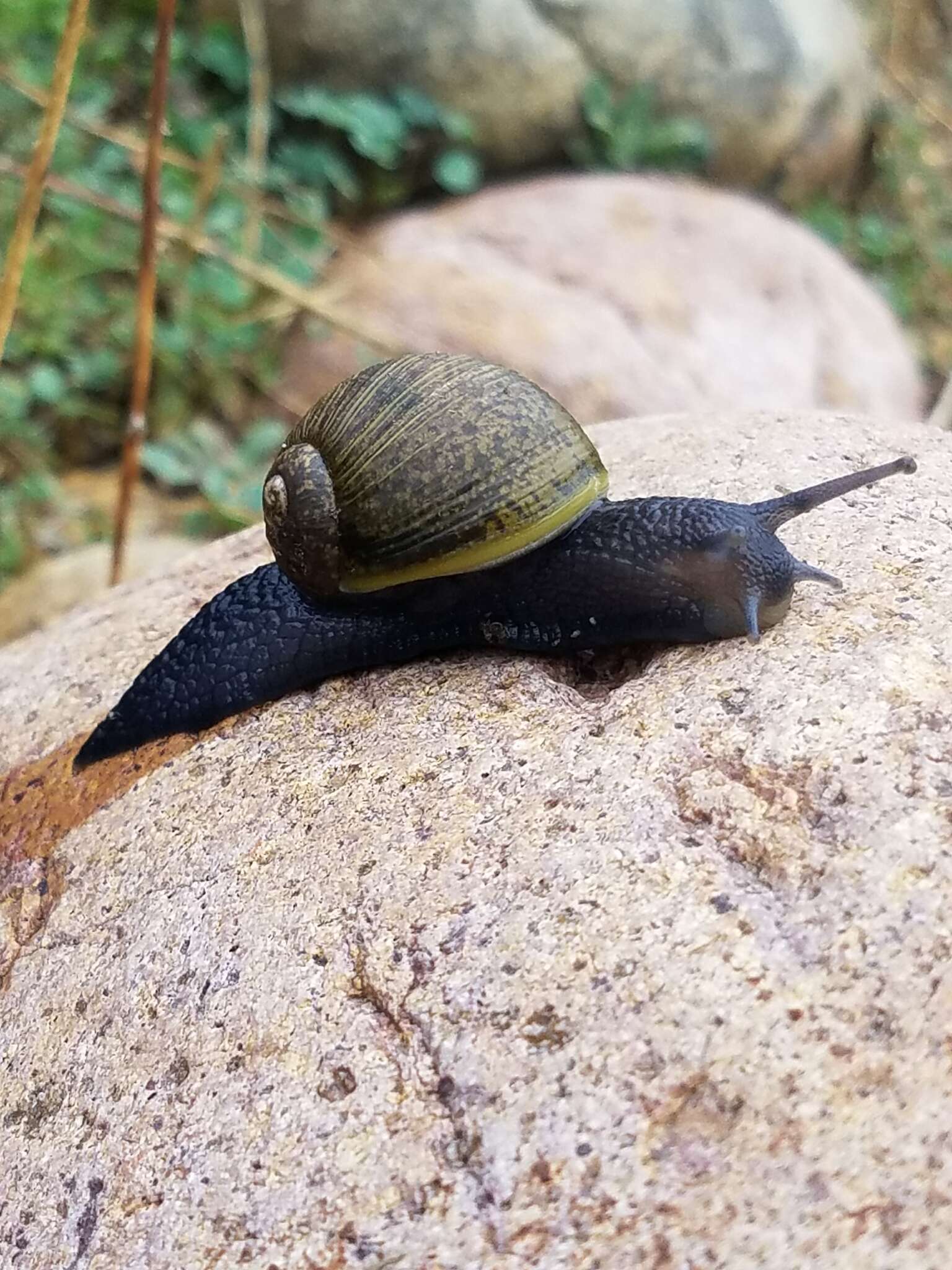 Image of Green Garden Snail