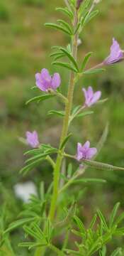 Image of Sieruela rubella (Burch.) Roalson & J. C. Hall