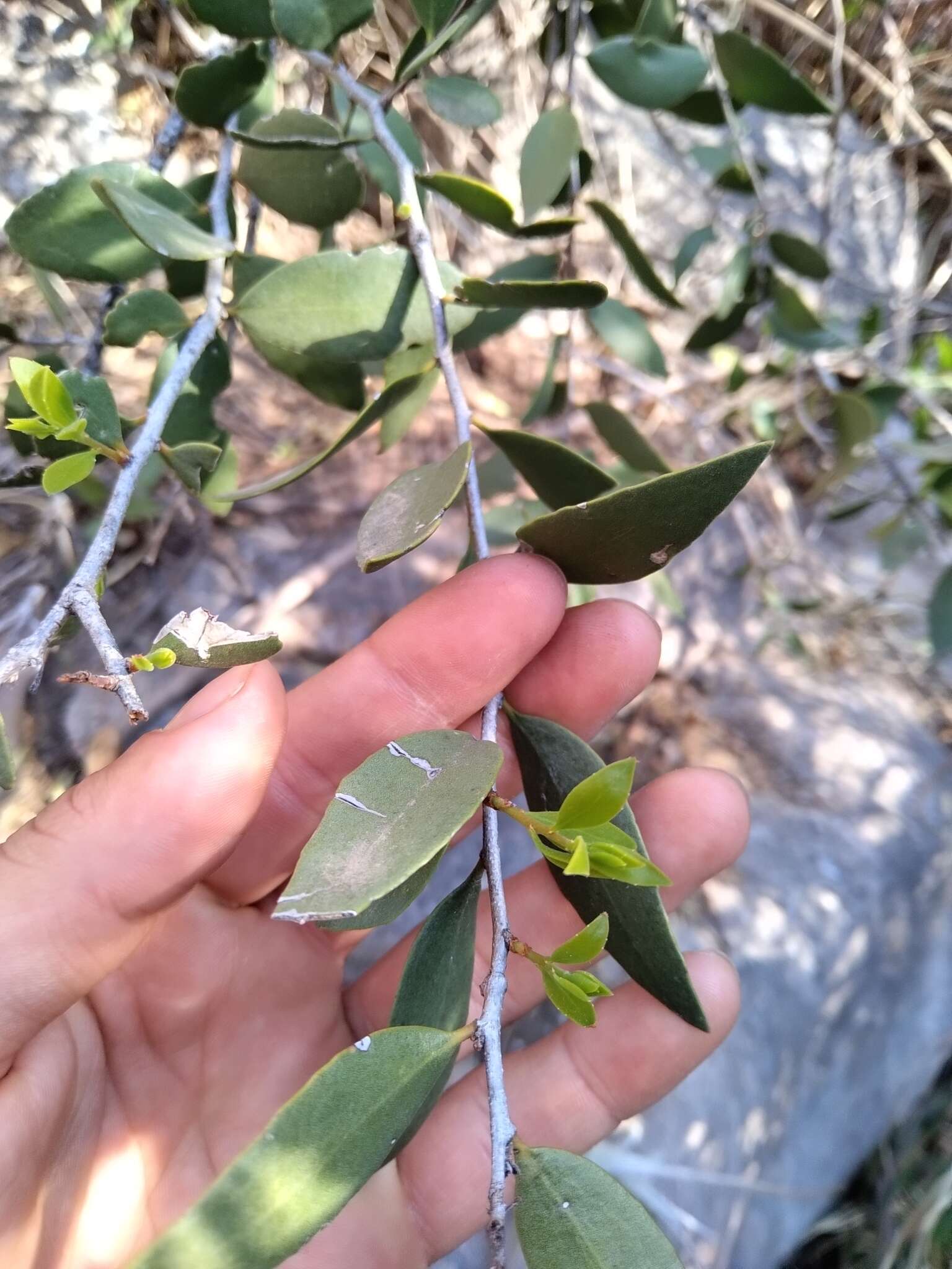 Image of Tricerma viscifolium (Griseb.) Lundell