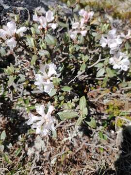 Слика од Rhododendron adamsii Rehder