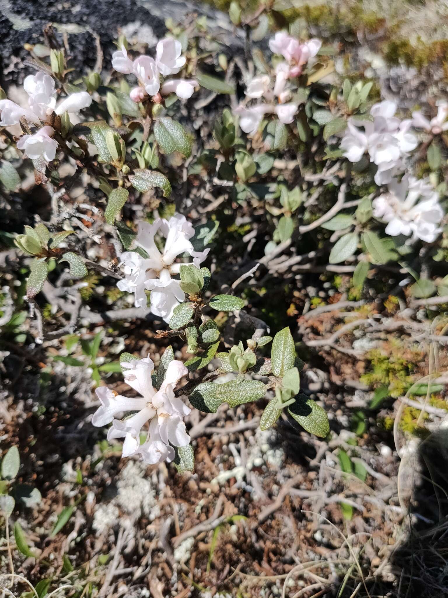 Imagem de Rhododendron adamsii Rehder