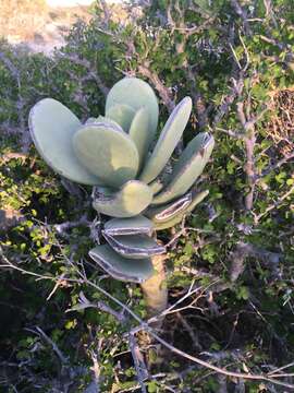 Image of Kalanchoe grandidieri Baill.