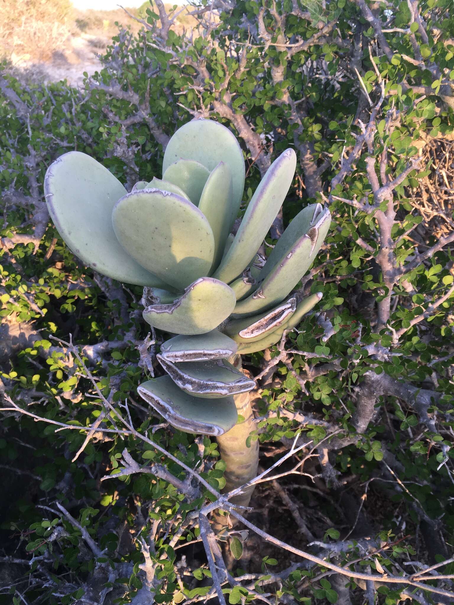 Image of Kalanchoe grandidieri Baill.