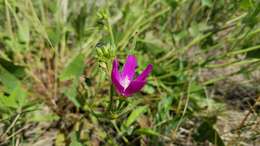 Callirhoe triangulata (Leavenw.) Gray resmi