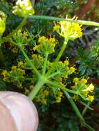 Lomatium hallii (S. Wats.) Coult. & Rose resmi