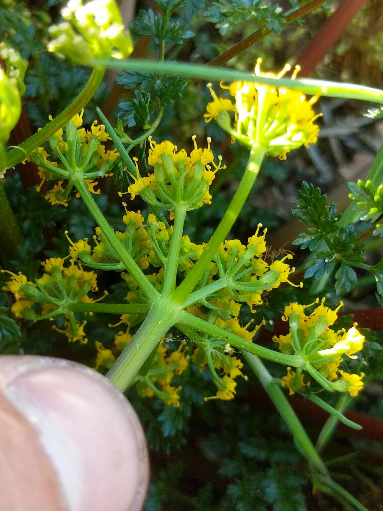 Image of Hall's biscuitroot