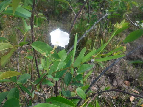 Image of Mangrovevine