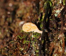 Image of Hohenbuehelia ligulata (E. Horak) J. A. Cooper 2014