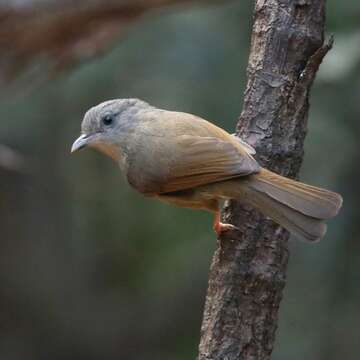 Image of Brown-cheeked Fulvetta