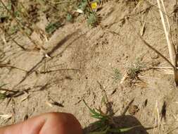 Image of Thread-Stem Carpetweed