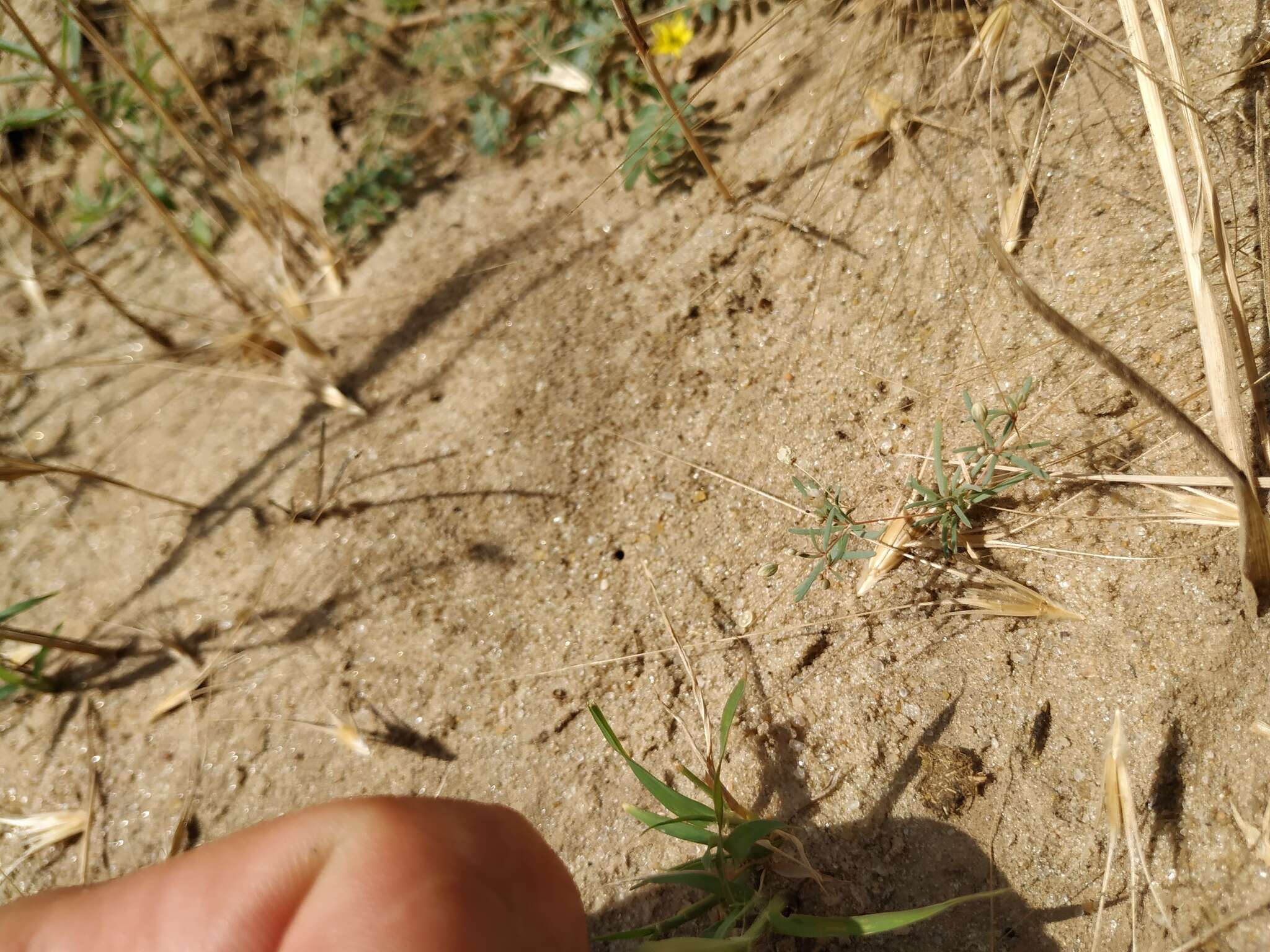 Image of Thread-Stem Carpetweed