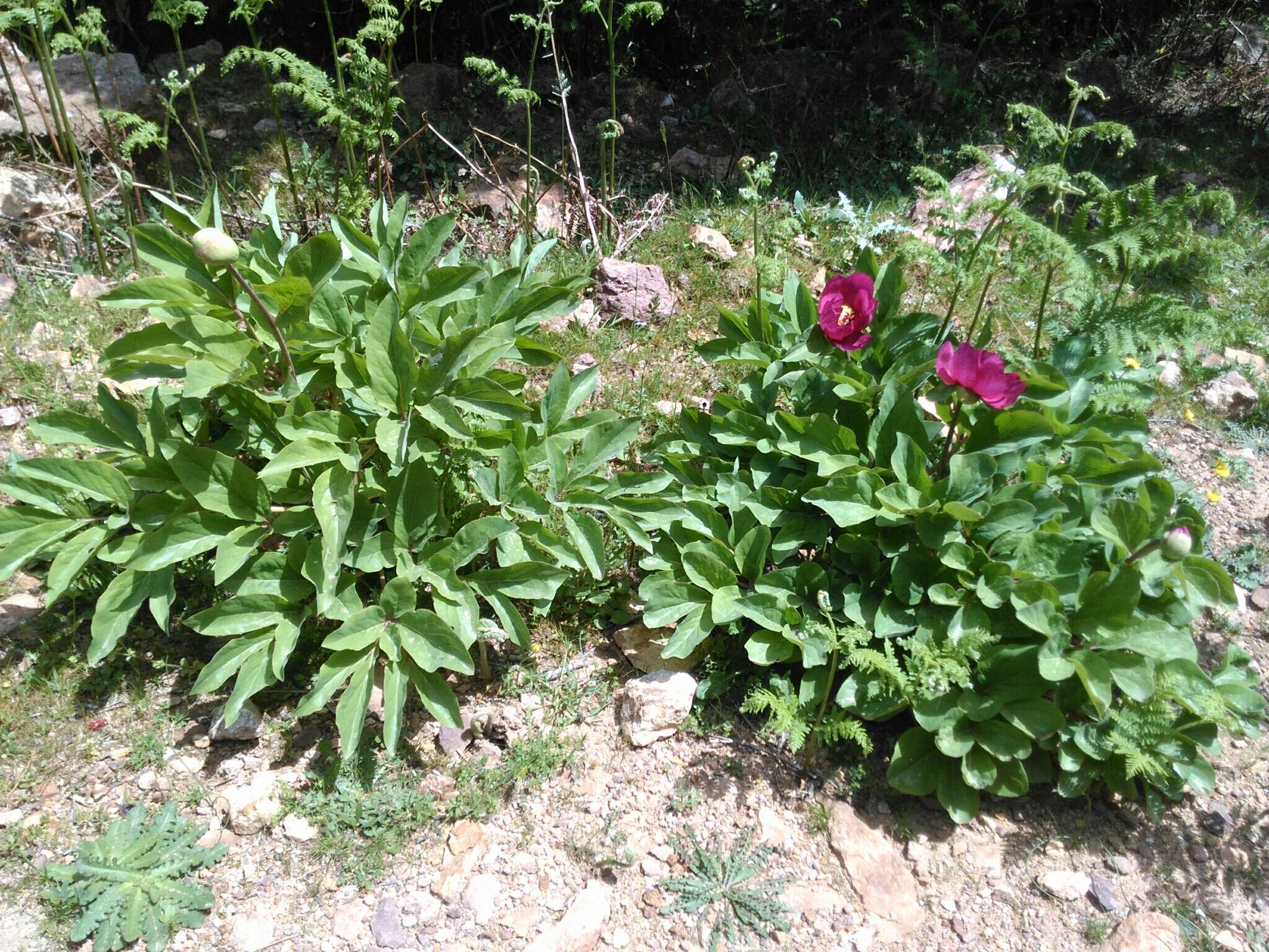 Image of Paeonia mascula subsp. mascula